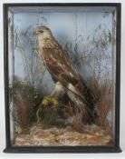 Taxidermy cased Buzzard in naturalistic setting, 72 x 56cm