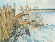 Wilfred Stanley Pettitt (British, 1904-1978) Mallard Alighting signed (lower right), watercolour