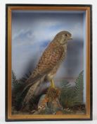 Taxidermy cased Kestrel in naturalistic setting, 38 x 29cm