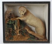 Taxidermy cased Otter, in naturalistic setting,  52 x 58cm