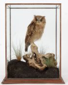 Taxidermy cased Scops Owl, on naturalistic base, 37 x 26cm