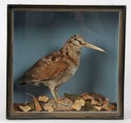 Taxidermy cased Woodcock in naturalistic setting, found on the Hangs, Cley  01/2002, 30 x 31cm