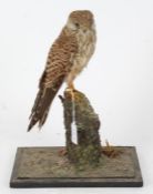 Taxidermy uncased Kestrel, on naturalistic base, 36cm height