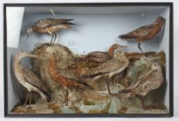 Taxidermy cased group of Godwits in naturalistic setting, 51 x 76cm