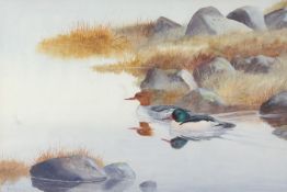 Philip Rickman (British, 1891-1982) 'A Pair of Goosanders' signed and dated 1977 (lower left),