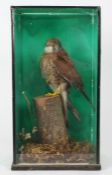 Taxidermy cased Kestrel in naturalistic setting, 46 x 25cm