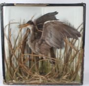 Taxidermy: An Unusual Corner Cased Heron in Naturalistic Setting by P D Malloch of Perth (label to