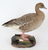 Taxidermy uncased Bean Goose, on naturalistic base, 47cm height