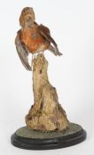 Taxidermy uncased Male Crossbill, on naturalistic  base, 27cm height