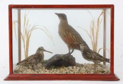 Taxidermy cased Corncrake and pair of Snipe, in naturalistic setting, 29 x 43cm