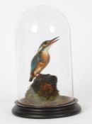Taxidermy glass domed Kingfisher, on naturalistic base, 30cm high