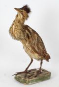 Taxidermy uncased Bittern, on naturalistic base, 51cm high