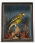 Taxidermy cased Greenfinch in naturalistic setting, found Cley 04/2001, 21 x 16cm