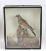 Taxidermy cased Summer Plumage Fieldfare, in naturalistic setting, 36 x 30cm