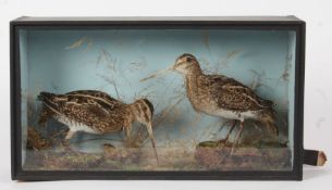 Taxidermy cased pair of Snipe in naturalistic setting, 23 x 42cm