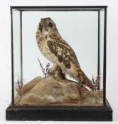 Taxidermy cased Victorian Short Eared Owl, in naturalistic setting, 37 x 44cm