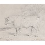 Edwin Cooper (British 1785-1833) A Bull, a pencil sketch of a bull, signed E Cooper, 21.5cm x 17cm