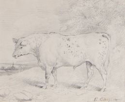 Edwin Cooper (British 1785-1833) A Bull, a pencil sketch of a bull, signed E Cooper, 21.5cm x 17cm