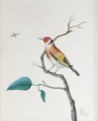 English School (19th Century) 'A Goldfinch' watercolour 27 x 22cm (10.5" x 8.75")