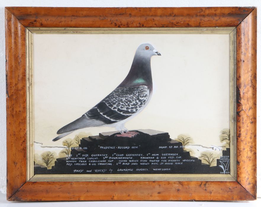 Leighton Studios Maesteg (circa 1958), portrait of a racing pigeon, "Prudence - Record Hen" 37cm x