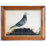 Leighton Studios Maesteg (circa 1958), portrait of a racing pigeon, "Prudence - Record Hen" 37cm x