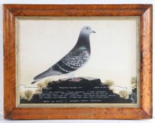 Leighton Studios Maesteg (circa 1958), portrait of a racing pigeon, "Prudence - Record Hen" 37cm x