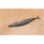 David Cox SNR O.W.S. (British 1783-1859) A Mackerel, signed David Cox, watercolour, the reverse with