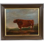 British School, 19th Century, a short horned bull, oil on canvas, framed 46cm x 59cm
