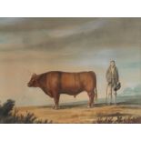 Annabella Norford (British, active circa 1800) The Wanlip Bull, watercolour, 38cm x 50.8cm The