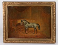 G. Gregory (19th century) Portrait of a dappled grey MINATURE horse, in stable, signed & dated