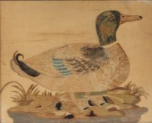 An early 19th Century silk picture of a mallard, housed in a gilt, ebonised and glazed frame, the