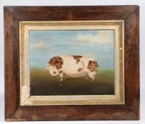 P T Girtin (20th century), "Prize Pig"  Signed Lower Right, Oil on panel  34cm by 44cm housed within