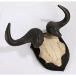 A taxidermy blue wildebeest (Connochaetes Taurinus), mounted with horns to the skull on a shield,