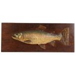 A plaster half-block style fishing trophy depicting a stylised salmon, 84cm wide, 33cm high