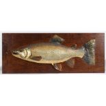 A plaster half-block style fishing trophy depicting a stylised salmon, 84cm wide, 33cm high