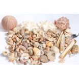 A collection of sea shells to include clams, urchins, conch etc. (qty)