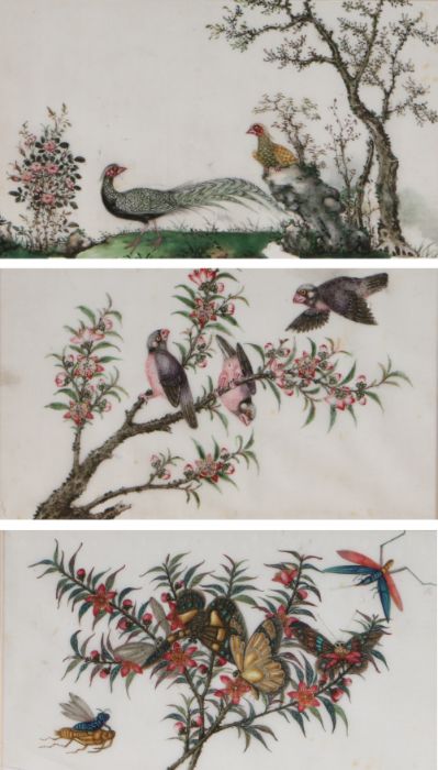 Chinese School (19th Century) Birds and Insects on Branches watercolour on rice paper 17 x 28cm (