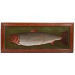 Muir (20th Century) Study of a Salmon Signed and dated 1938, further inscribed "17.8lb" (lower