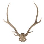 A pair of Red Deer (Cervus elaphus) skull and antlers,77cm high 66cm wide