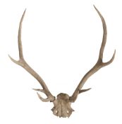 A pair of Red Deer (Cervus elaphus) skull and antlers,77cm high 66cm wide