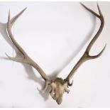 A pair of Red Deer (Cervus elaphus) skull and antlers, 83cm high 75cm wide