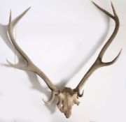 A pair of Red Deer (Cervus elaphus) skull and antlers, 83cm high 75cm wide