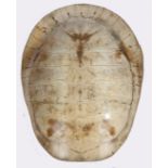 A 19th Century white South American river turtle shell (Podocnemis Expansa), 72cm long 52cm wide