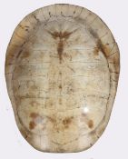 A 19th Century white South American river turtle shell (Podocnemis Expansa), 72cm long 52cm wide