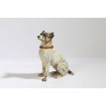 A cold painted bronze Jack Russell terrier, modelled in a seated position, 14.5cm high