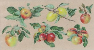 Val Archer (British, b.1946) Apples signed and dated 1992 (lower right), watercolour 29 x 53cm (11.