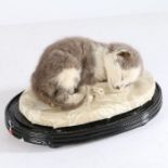 Taxidermy domed Kitten, in a curled reclining position and plinth base, 16cm height