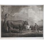 After Alexander Nasmyth, Engraved by James Ward (1769-1859) The Spottiswoode Ox, Bred and Fed by