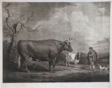 After Alexander Nasmyth, Engraved by James Ward (1769-1859) The Spottiswoode Ox, Bred and Fed by