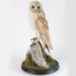 Taxidermy domed Barn Owl (pre 1947) on naturalistic base probably by  Hutchings of Aberystwyth